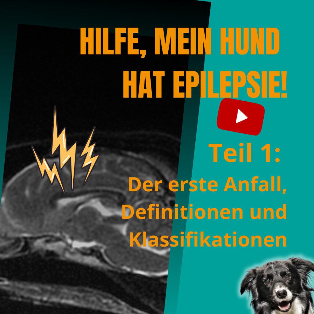 Epilepsie beim Hund PfotenHafen - Hundeschule in Hamburg-Wandsbek