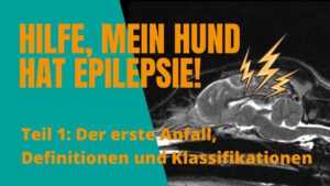 Epilepsie beim Hund: Definitionen und Kategorien - Hundetraining Hamburg-Wandsbek