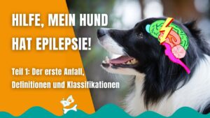 Epilepsie beim Hund: Definitionen und Kategorien - Hundetraining Hamburg-Wandsbek