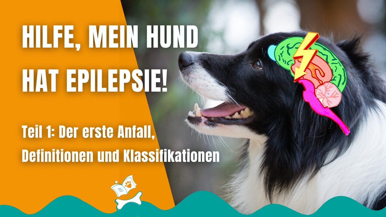 Epilepsie beim Hund: Definitionen und Kategorien - Hundetraining Hamburg-Wandsbek