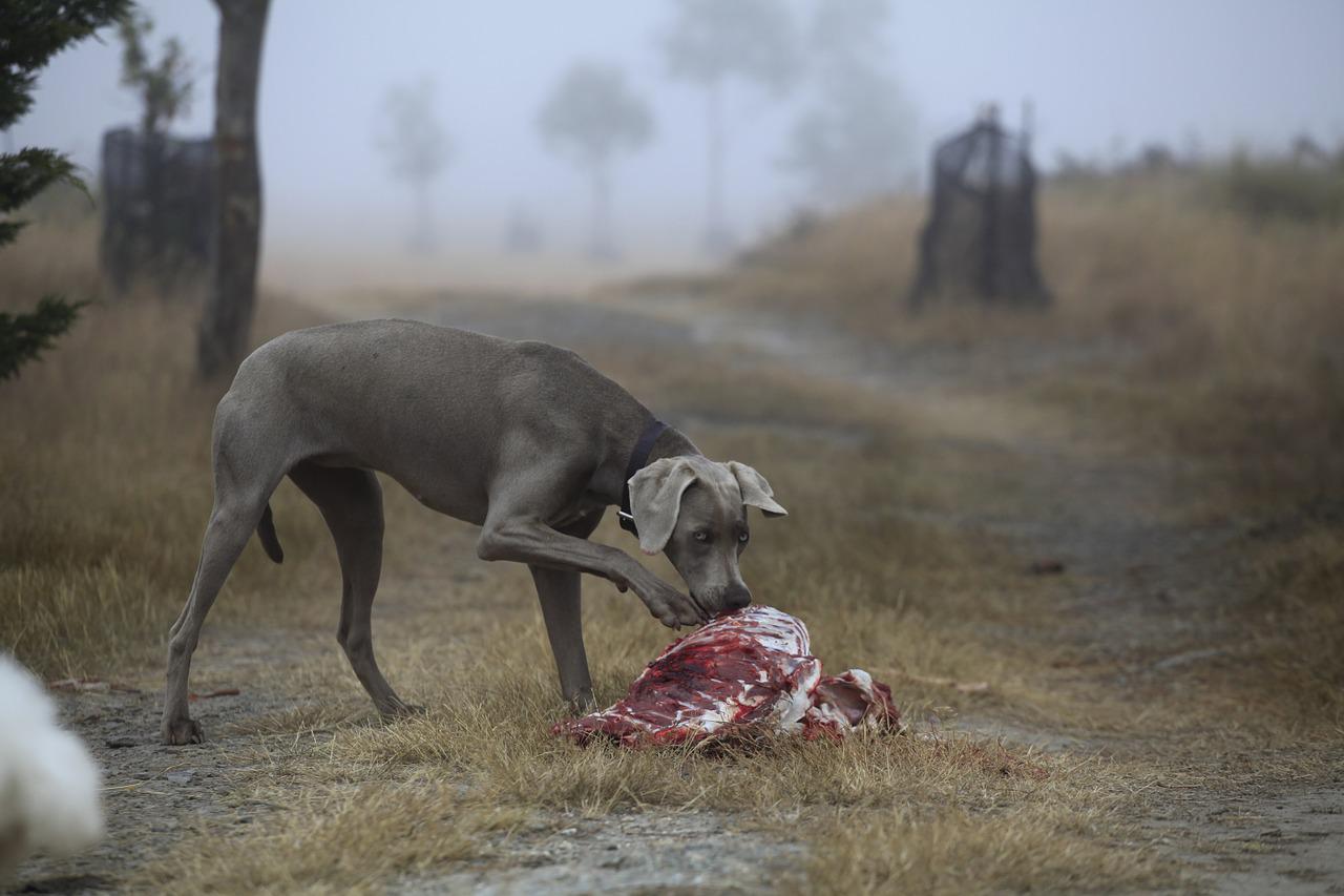 BARF oder die Rohfleischfütterung stellt ein Gesundheitsrisiko  für Mensch und Tier dar.
