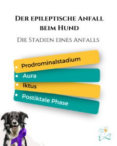 Stadien eines epileptischen Anfalls beim Hund