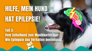 Epilepsie kann Auswirkungen auf das Verhalten haben PfotenHafen Epilepsie beim Hund