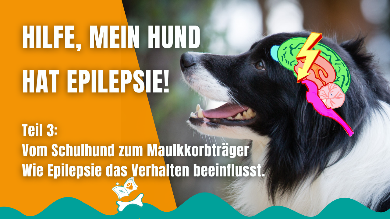 Epilepsie kann Auswirkungen auf das Verhalten haben PfotenHafen Epilepsie beim Hund