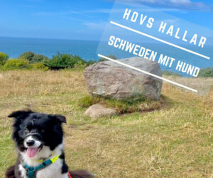 Bergmanns Filmkulisse Hovs Hallar lädt zum Wandern mit Hund ein. PfotenHafen, Hundetraining und Schulhundausbildung in Hamburg