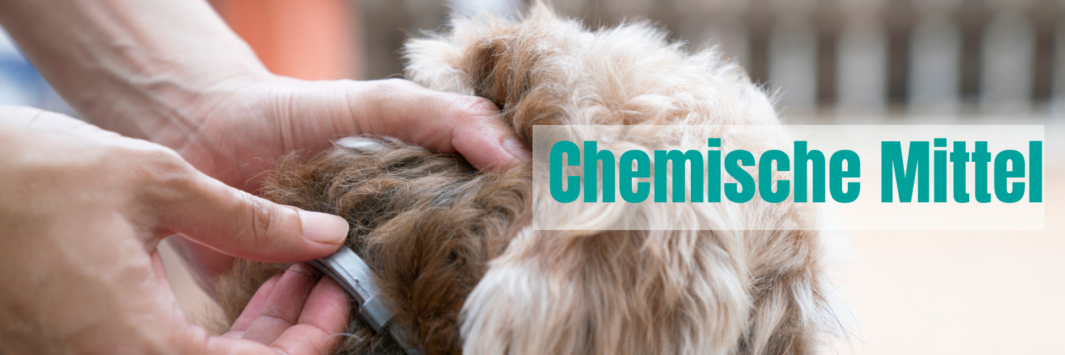 Zeckensaison chemische Mittel Zeckenprophylaxe Prophylaxe Hund Hunde