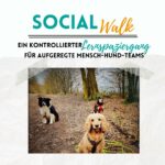 Social Walk Familienhunde Problemfelle Schulhund Hundebegegnungen