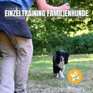 Einzeltraining für Familienhunde