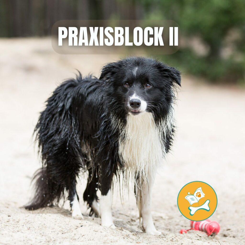Praxisblock II steuerbefreit Nach 4 Nr 21 A Bb UStG PfotenHafen Praxisblock ii steuerbefreit nach 4 nr 21 a bb ustg pfotenhafen