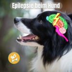 Epilepsie beim Hund