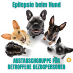 Das Bild führt zur Anmeldeseite für die Zoom-Austauschgruppe für Bezugspersonen von an Epilepsie erkrankten Hunden https://pfoten-hafen.de/produkt/zoom-austauschgruppe-epilepsie-beim-hunde/ Lebensqualität Epilepsie beim Hund Zoom-Austauschgruppe für Bezugspersonen von an Epilepsie erkrankten Hunden Für mehr Lebensqualität und weniger soziale Isolation