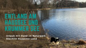 Eine Hunderunde entlang des Haussees und des Krummer Sees Blogpost Stechlin-Neuruppiner Land