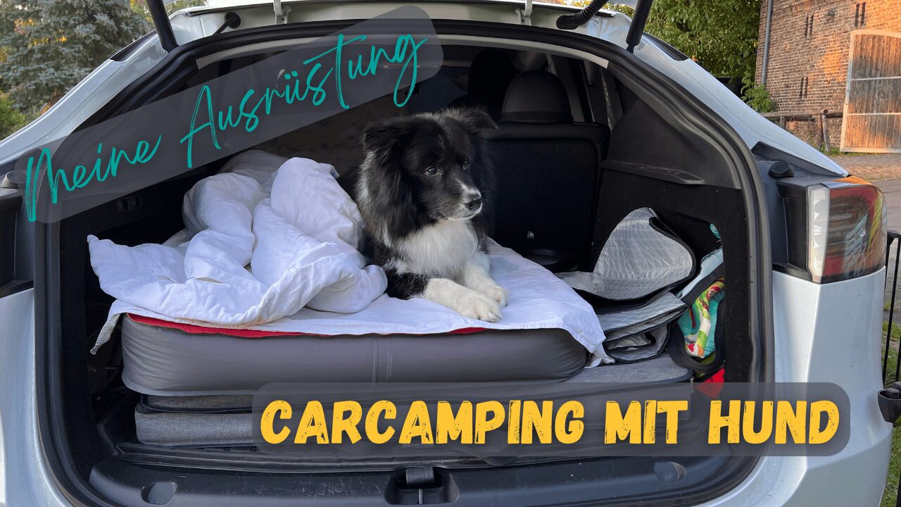 Ausrüstung für das Carcamping mit Hund