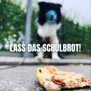 „Lass das Schulbrot!“ – Für Pädagoginnen und Pädagogen mit Schulhund