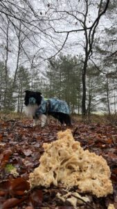 Paikka
Der Hundemantel von Paikka geht schön über die Hinterhand
Fellby