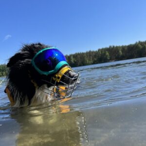 Rexspecs
hundebrille.eu