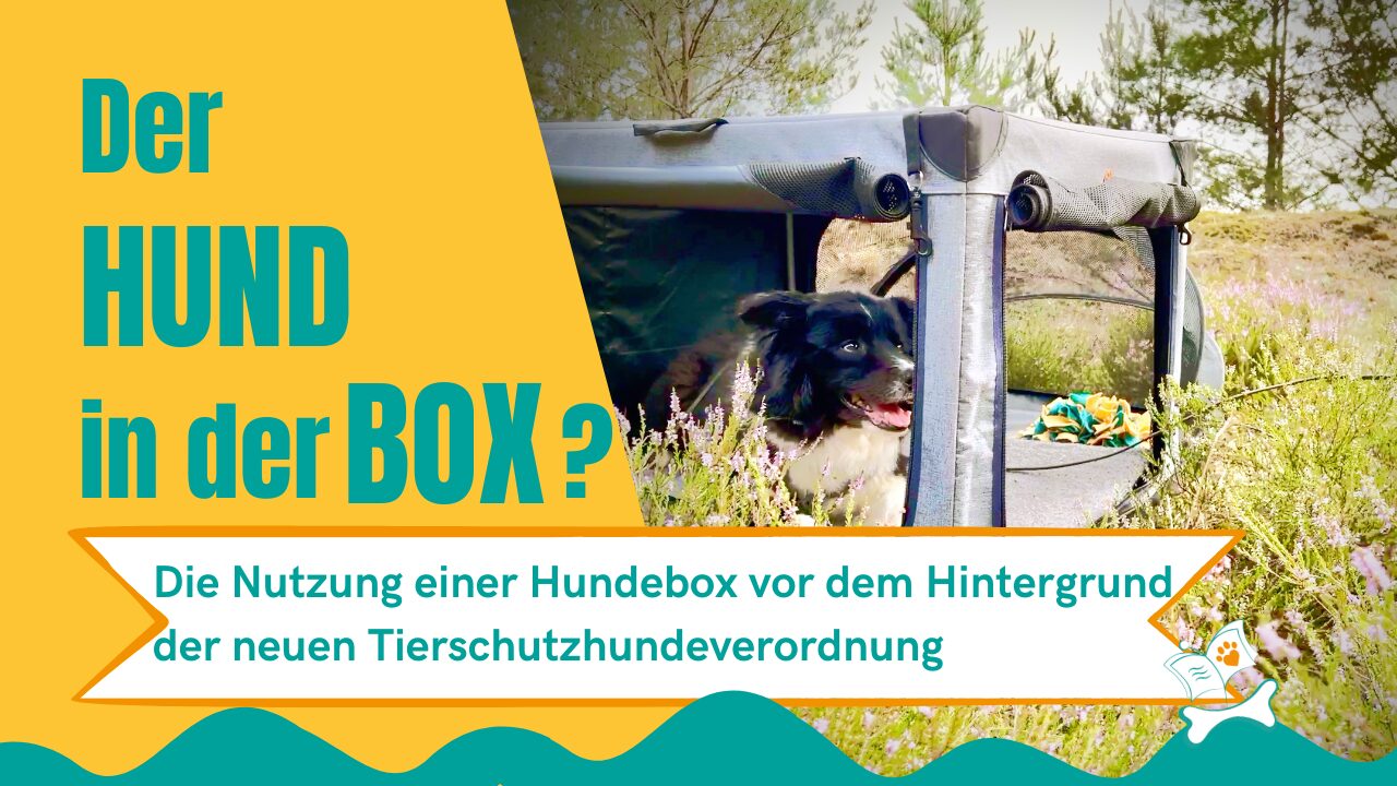 Box im Hundetraining Hundebox Tierschutzhundeverordnung freie Bodenfläche