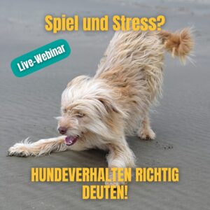 Spiel oder Stress? – Hundeverhalten richtig deuten! – Webinar