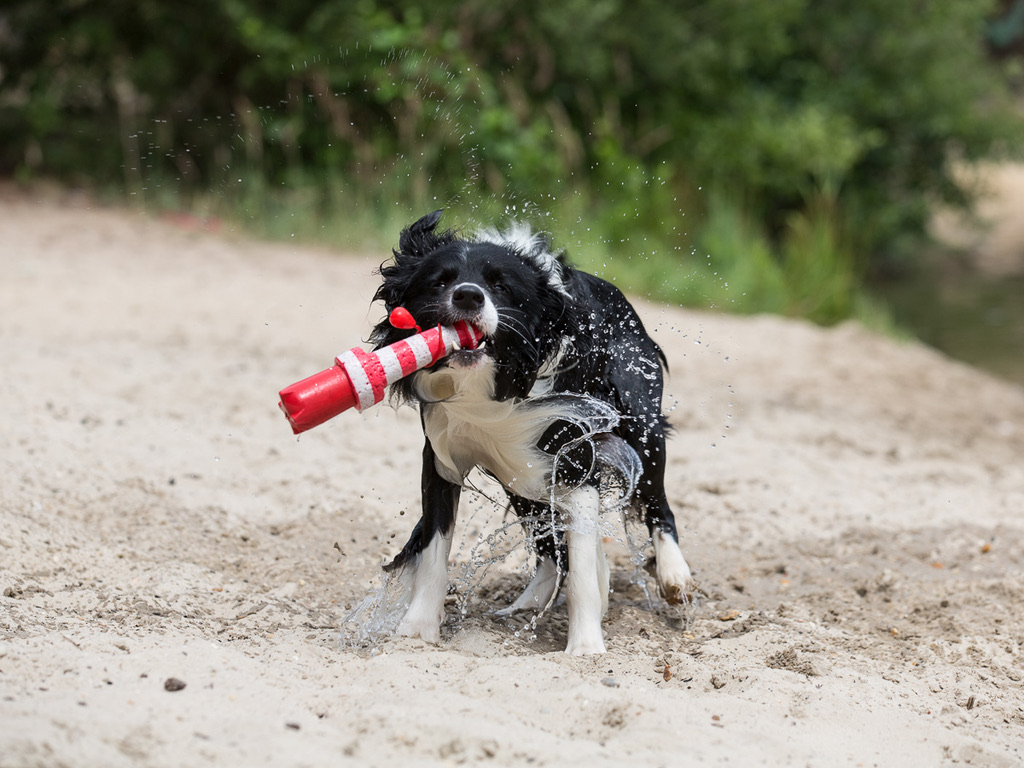Sommer mit Hund
Schutz vor Hitze
Sommerequipment