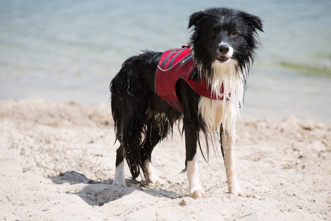 Sommer mit Hund
Schutz vor Hitze
Sommerequipment