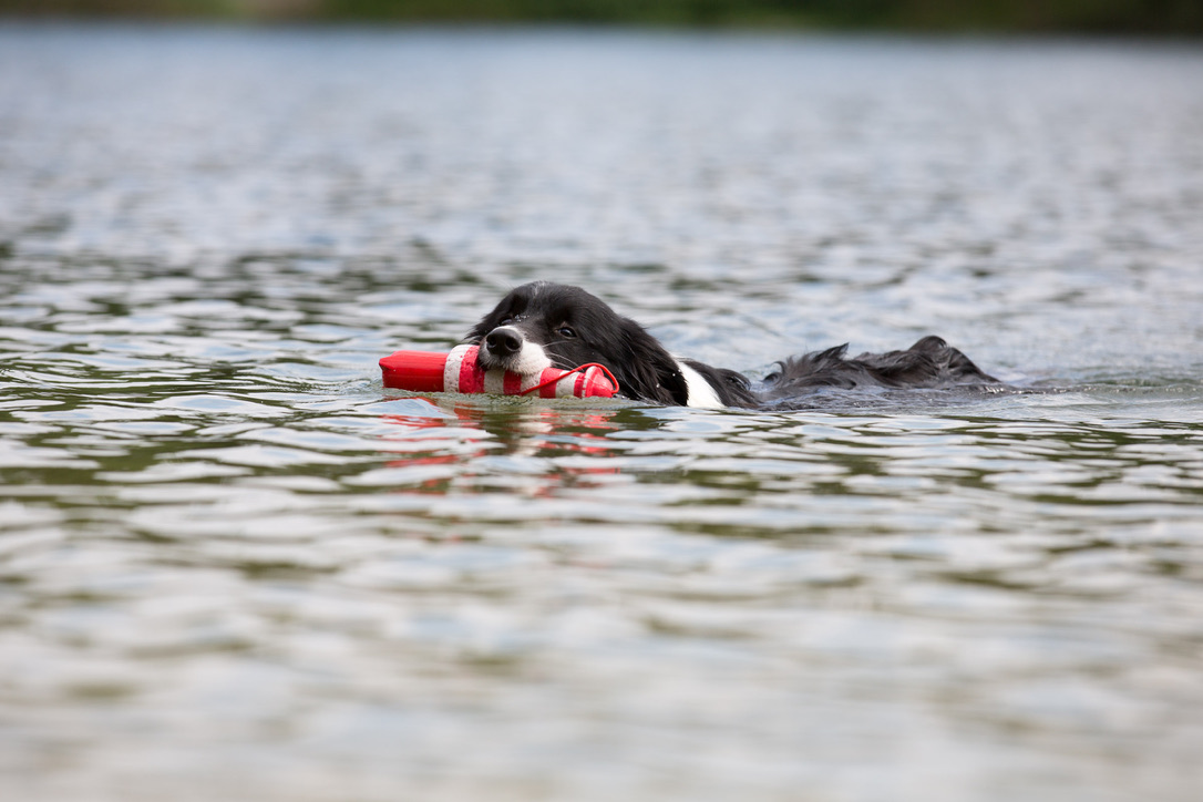 Sommer mit Hund
Schutz vor Hitze
Sommerequipment