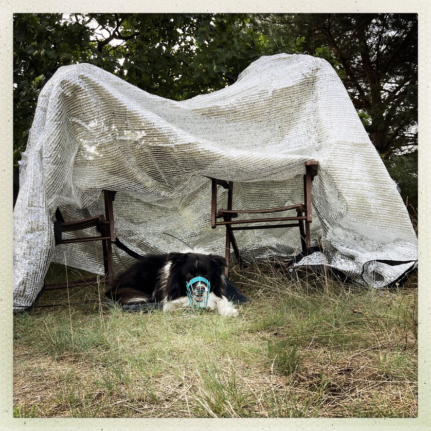 Das Schattennetz von Greenshade im abgewandelten Einsatz.
Sommer mit Hund
Schutz vor Hitze
Sommerequipment