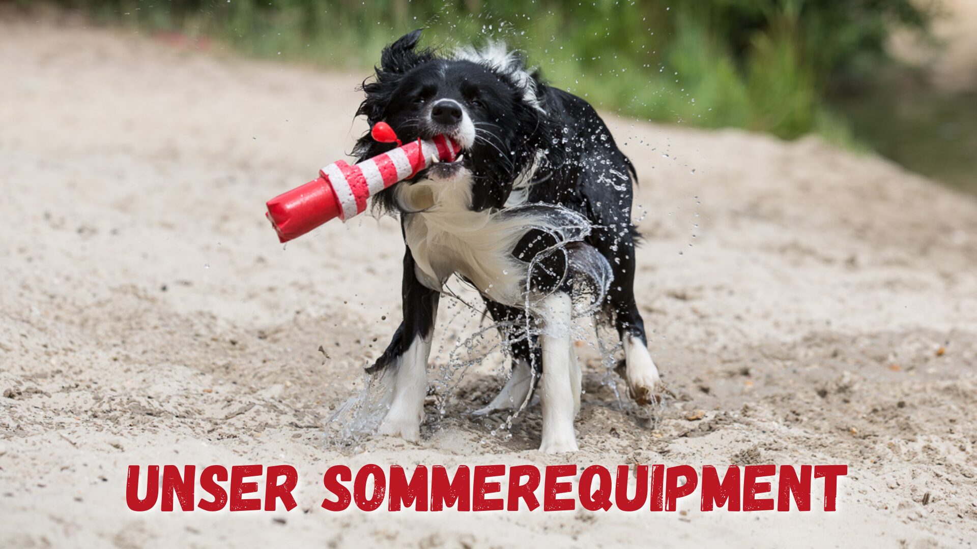 Sommer mit Hund Schutz vor Hitze Sommerequipment