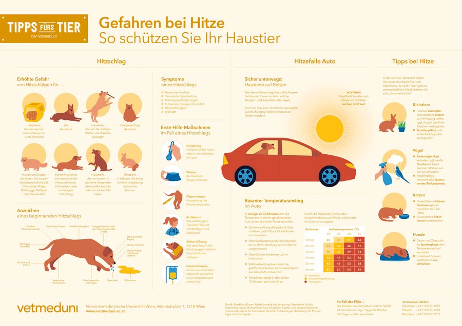 Gefahren bei Hitze
So schützen Sie Ihr Tier bei Hitze im Sommer