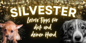 Silvester Angst Hund Hunde Entspannungstraining Entspannungstechniken Stress Silvester mit Hund am Flughafen