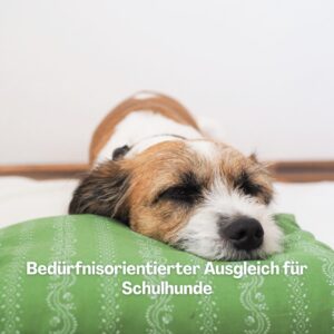 Freizeit auf Pfoten Resilienz Stressresistenz Ausgleich Freizeit Gesundheit Burn out Prävention