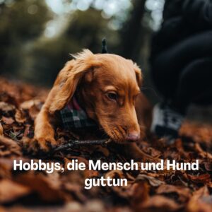 Freizeit auf Pfoten Resilienz Stressresistenz Ausgleich Freizeit Gesundheit Burn out Prävention