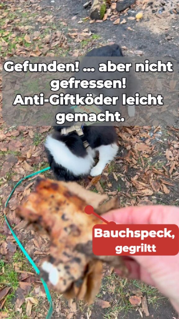 Lass das Schulbrot! | Der Selbstlernkurs [Digital]