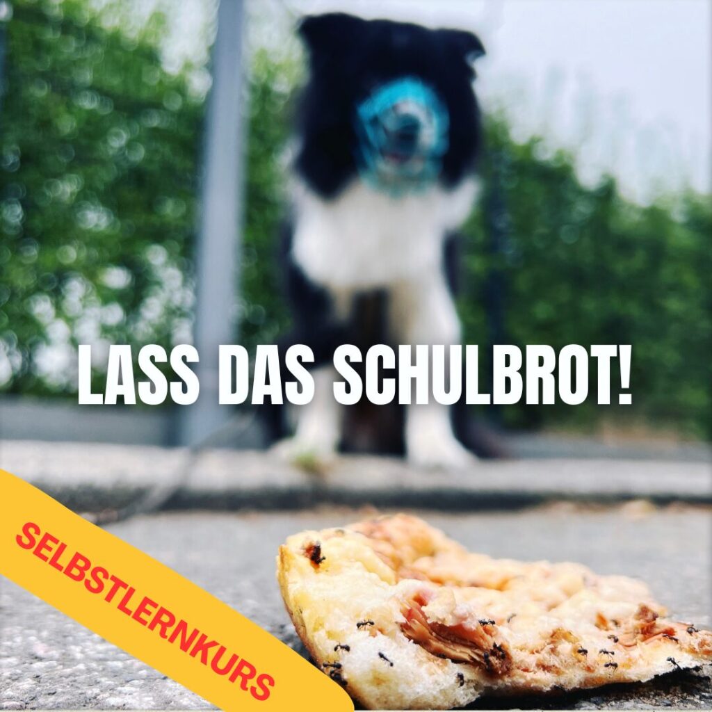 Lass das Schulbrot Anti-Giftköder-Training Selbstlernkurse Futter ignorieren Futter ausgeben Futter ausspucken