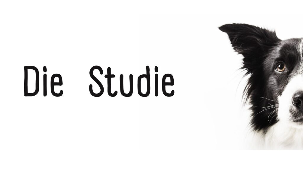 Freude Lernerfolg
hundegestützte Pädagogik
Schulhundaurbeit
Hund im Klassenzimmer
Lehreremotionen Unterrichtsqualität
tiergestützte Pädagogik Schule
Schulhundausbildung Hamburg
Lehrerlaune