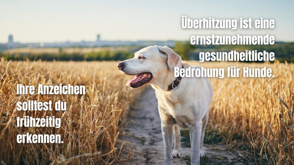 Überhitzung als Bedrohung für Hunde Anzeichen früh erkennen.