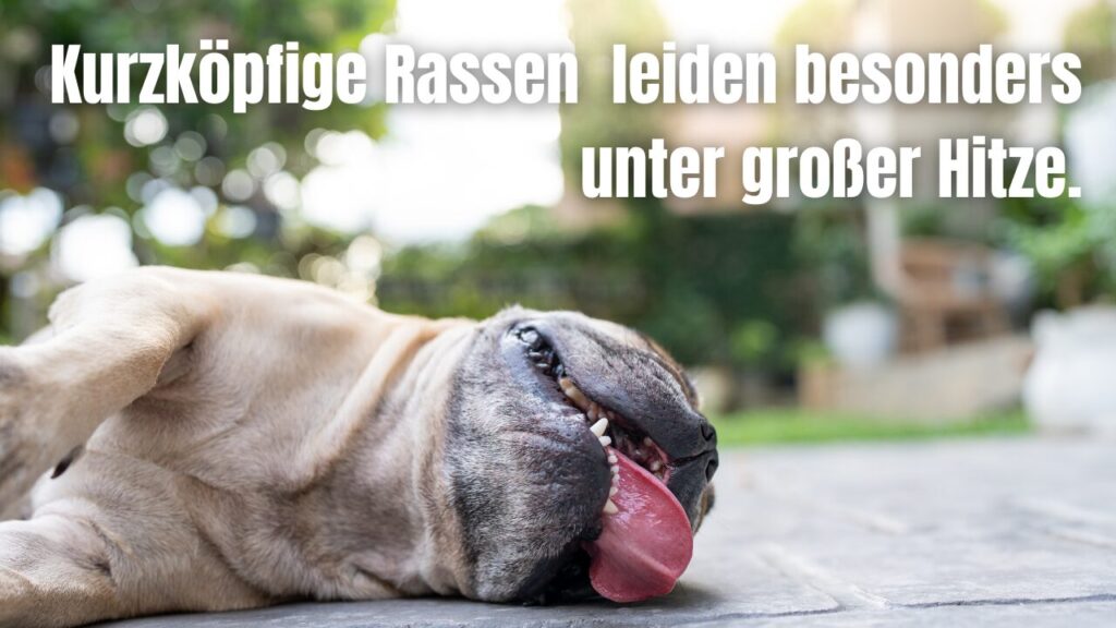 Alte, kranke und brachycephale kurzköpfige Hunde sind besonders von Hitze betroffen