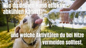 Wie du deinen Hund effektiv abkühlen kannst und welche Aktivitäten du bei Hitze vermeiden solltest