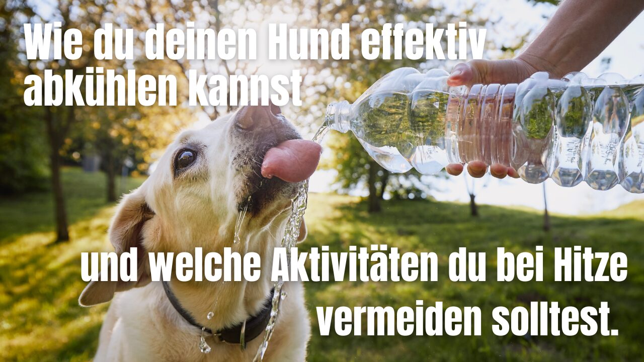 Hitze und Überhitzung beim Hund Auf welche Aktivitäten du verzichten solltest