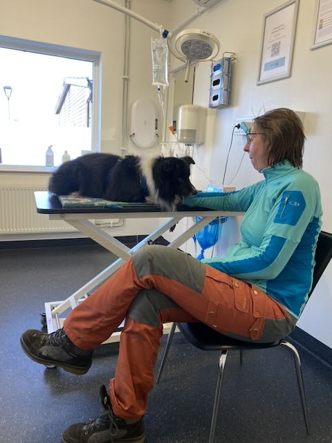 Pilze sind giftig für Hunde
Tierklinik in Schweden
Hund mit Epilepsie Fressverhalten
medikamenteninduzierte Fresssucht