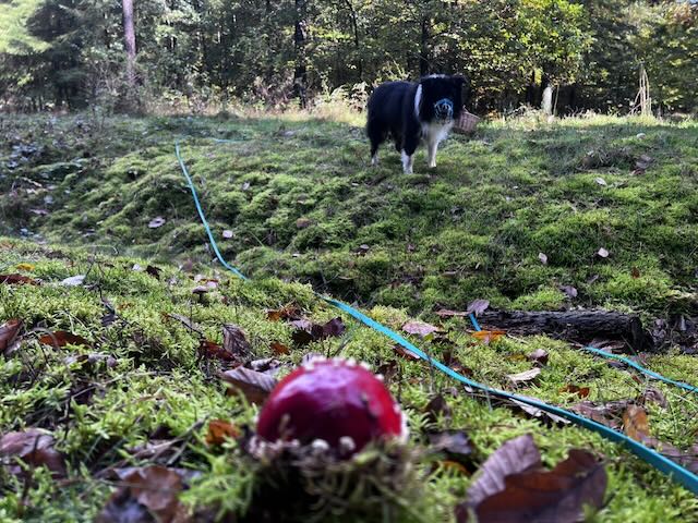 Pilze sind giftig für Hunde. Ein Anti-Giftködertraining kann helfen.