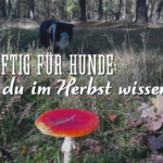 Pilze giftig für Hunde - Was du im Herbst wissen musst medikamenteninduzierte Fresssucht Fresssucht bei dezenten Hunden Canine Kognitive Dysfunktion