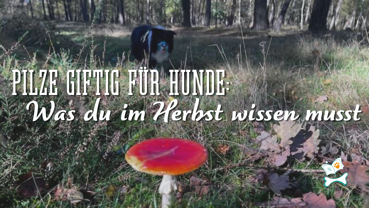 Pilze giftig für Hunde - Was du im Herbst wissen musst medikamenteninduzierte Fresssucht Fresssucht bei dezenten Hunden Canine Kognitive Dysfunktion